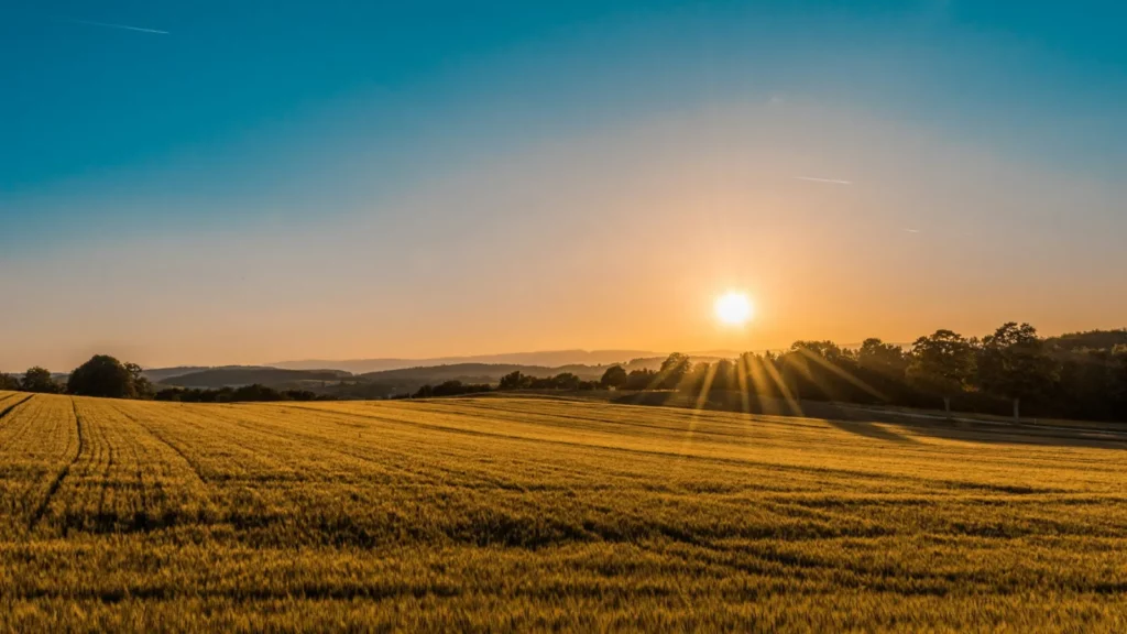 Champ doré au coucher du soleil, sexothérapie et reconnexion au corps