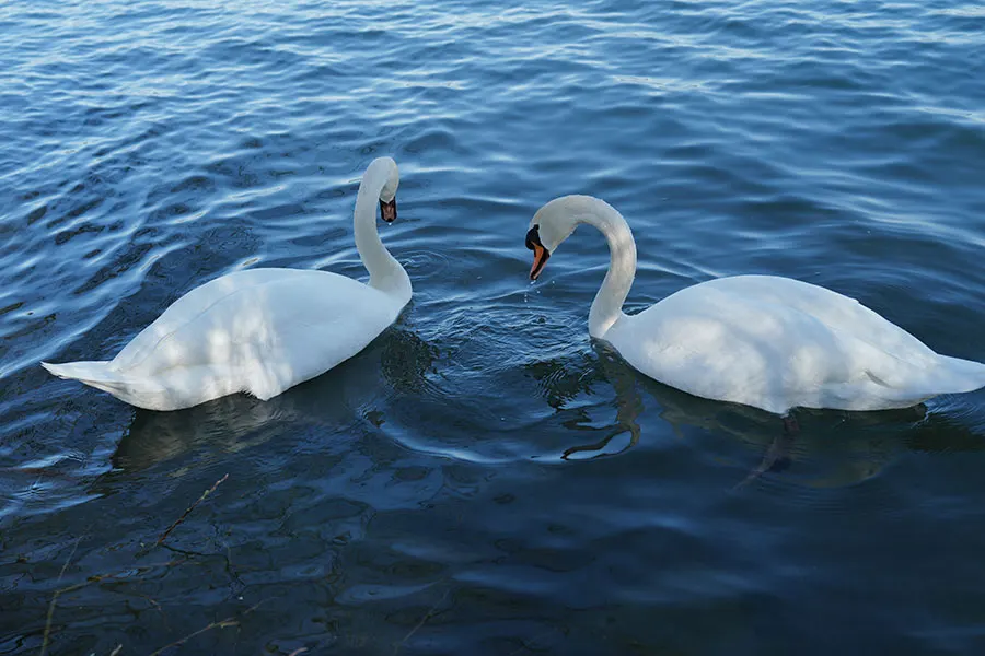 Deux cygnes face à face sur l'eau, thérapie de couple