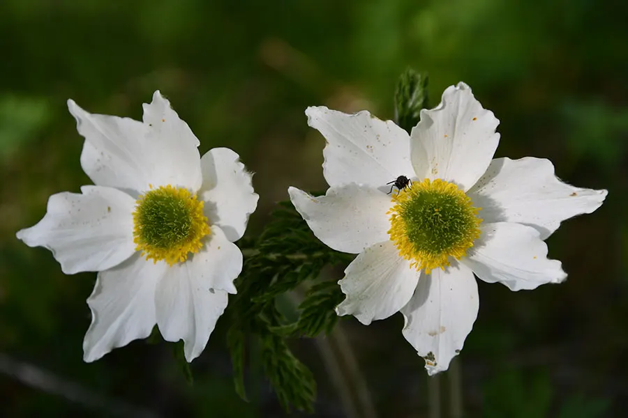 Deux fleurs blanches côte à côte, image du couple