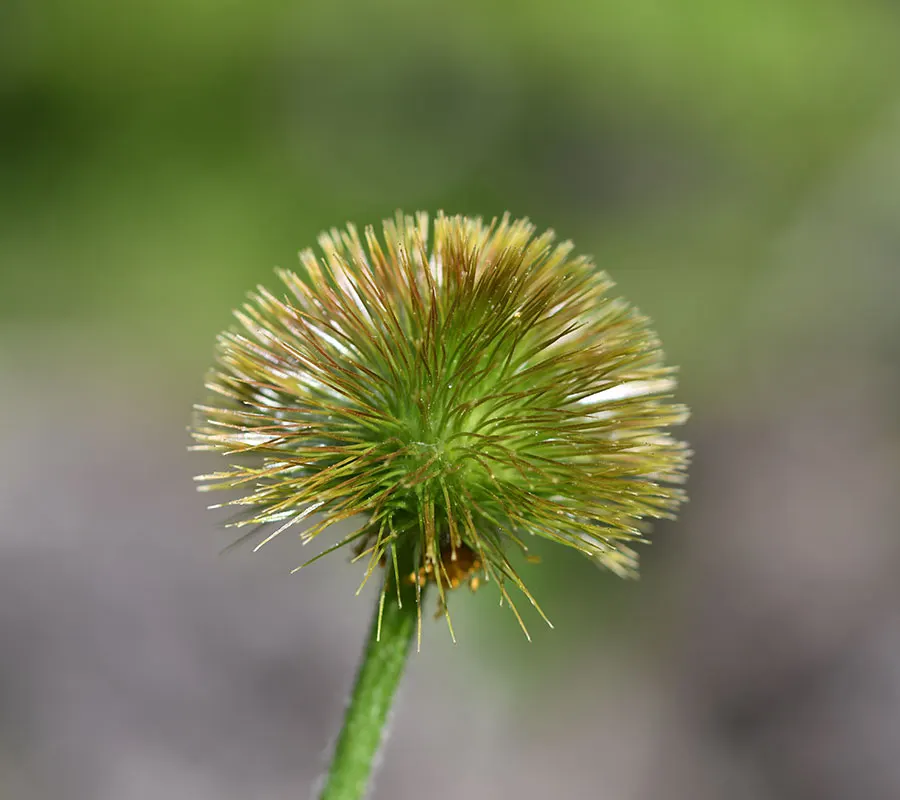 Fleur en boule dans la lumière, image du renouveau
