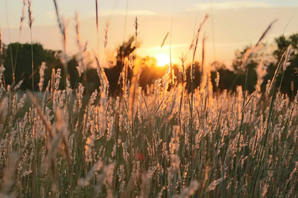 Herbes hautes dans la lumière du soleil, libérer ses mémoires avec le Verbe