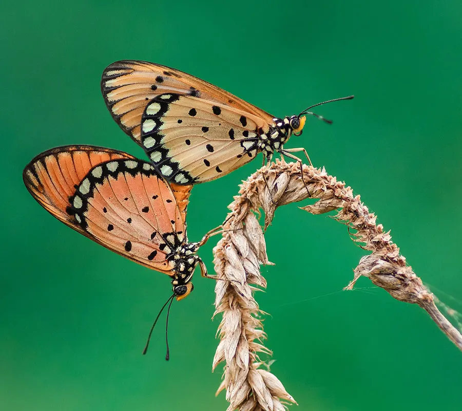 Deux papillons posés sur un épi de blé, image du couple