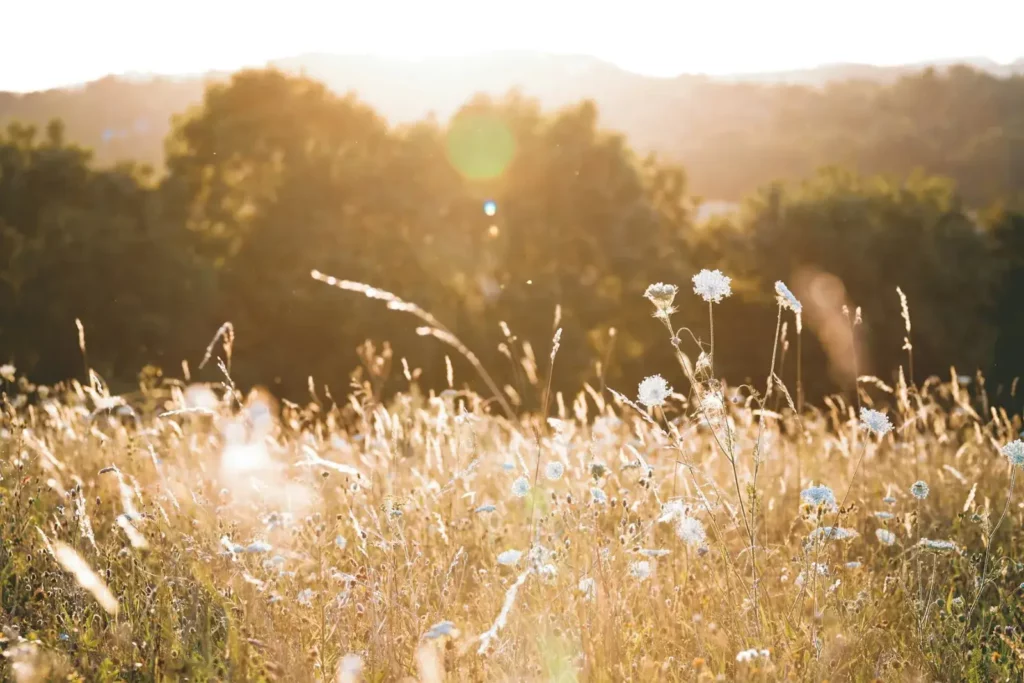 Prairie fleurie dans la lumière, bien-être et sérénité
